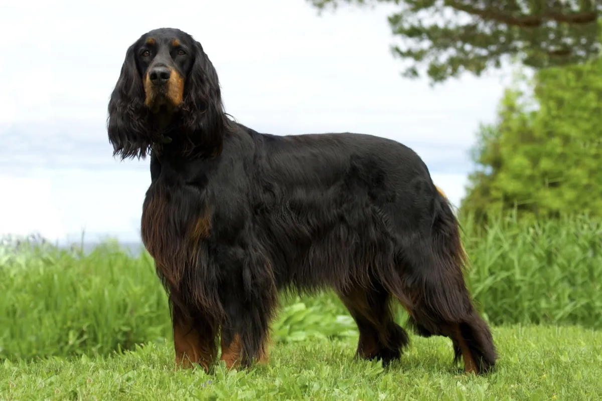 Gordon Setter