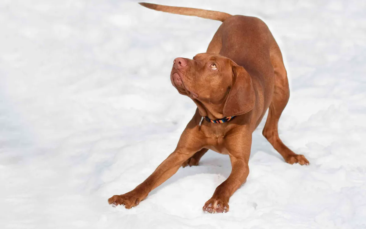 Hungarian Vizsla