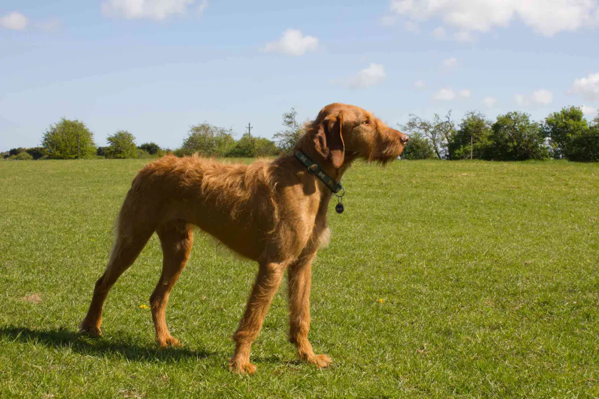 Hungarian Wirehaired Vizsla