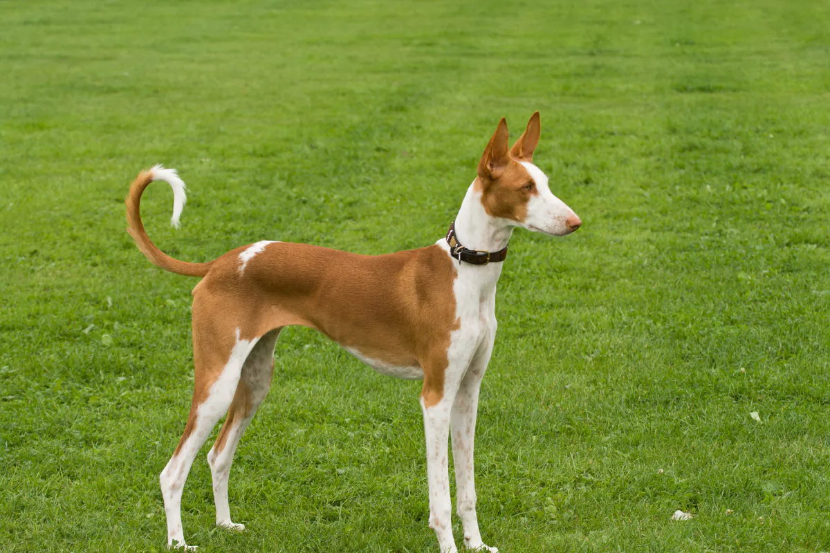 Ibizan Hound