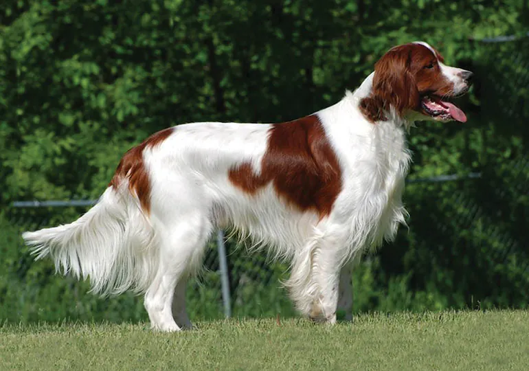 Irish Red and White Setter