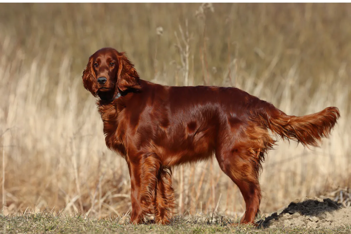 Irish Setter