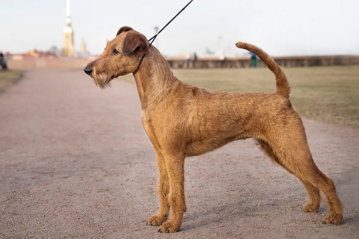 Irish Terrier