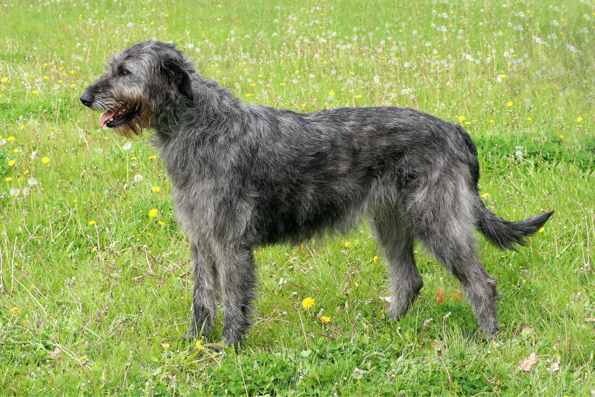 Irish Wolfhound