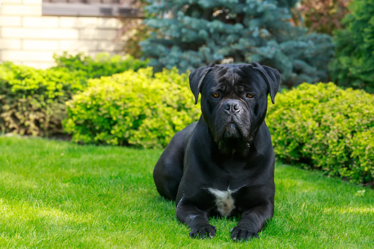 Cane Corso