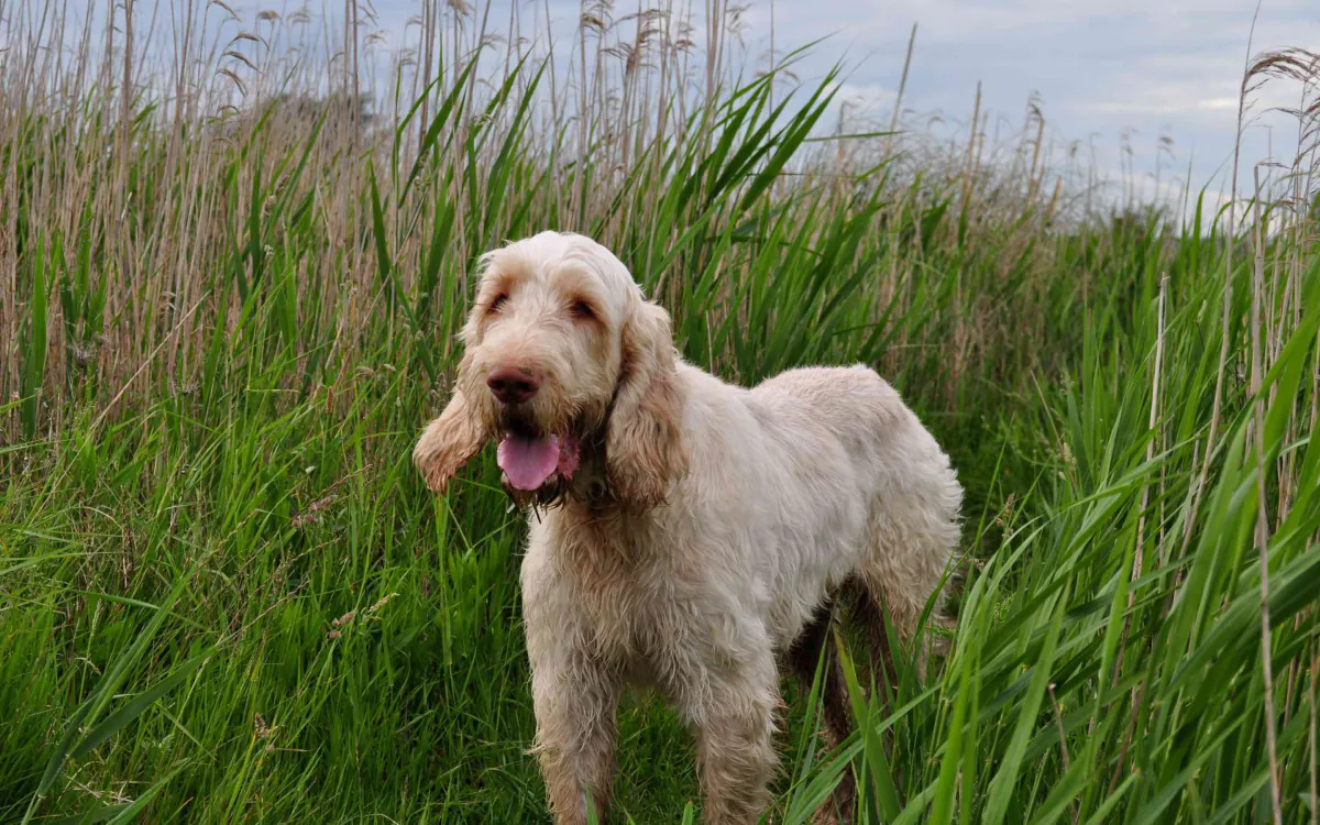 Italian Spinone