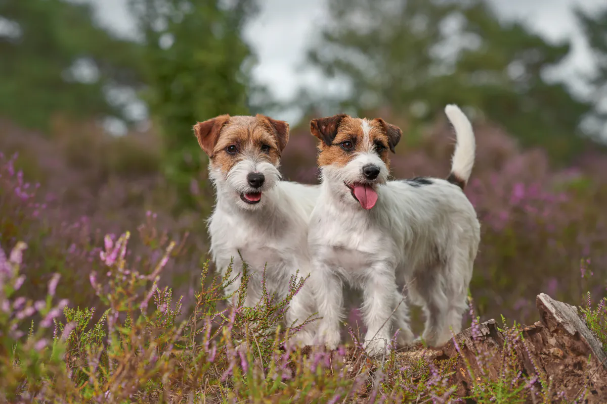 Jack Russell Terrier