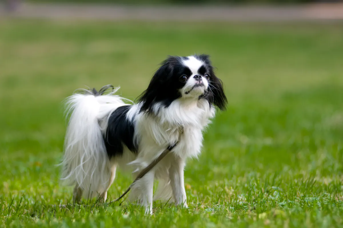 Japanese Chin