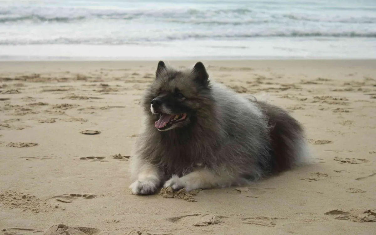 Keeshond