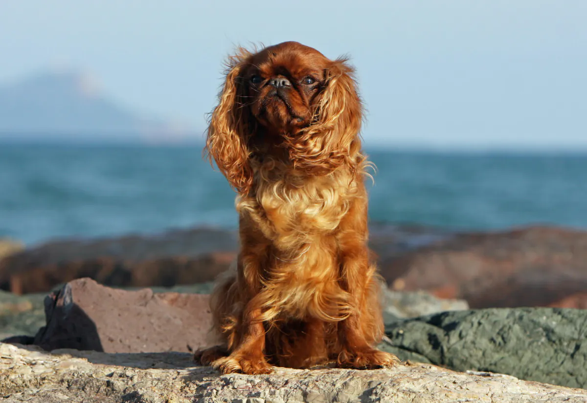 King Charles Spaniel
