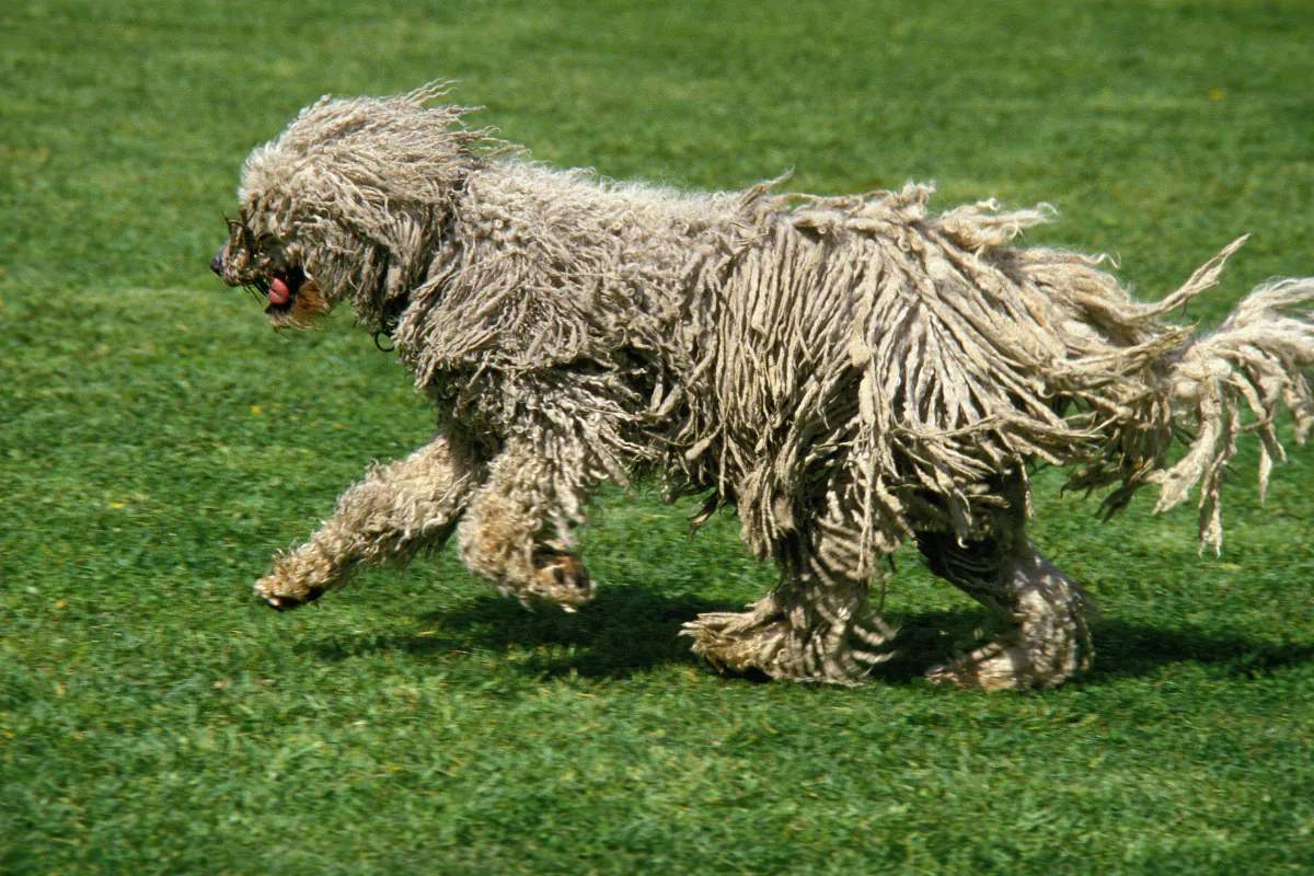 Komondor