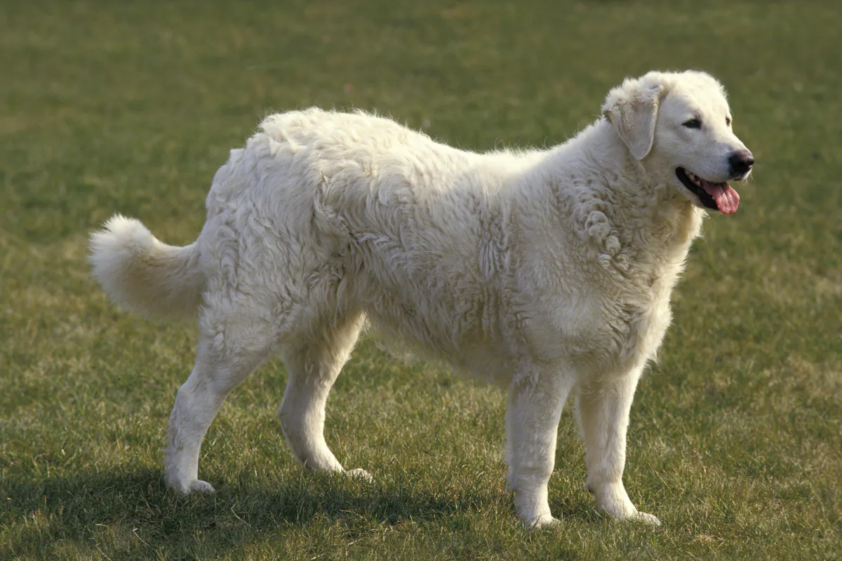 Kuvasz