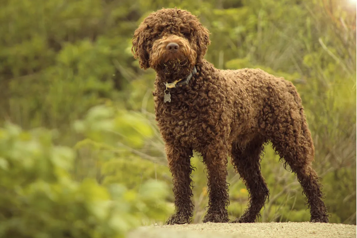 Lagotto Romagnolo
