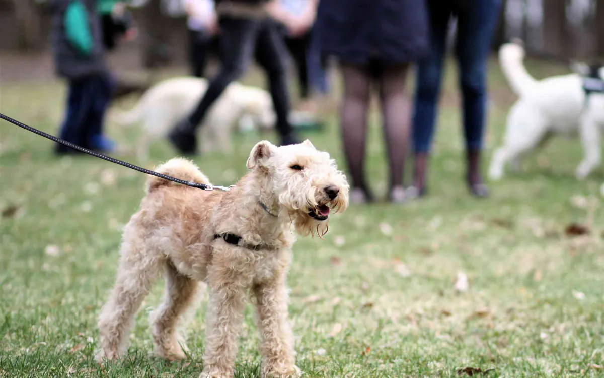 Lakeland Terrier