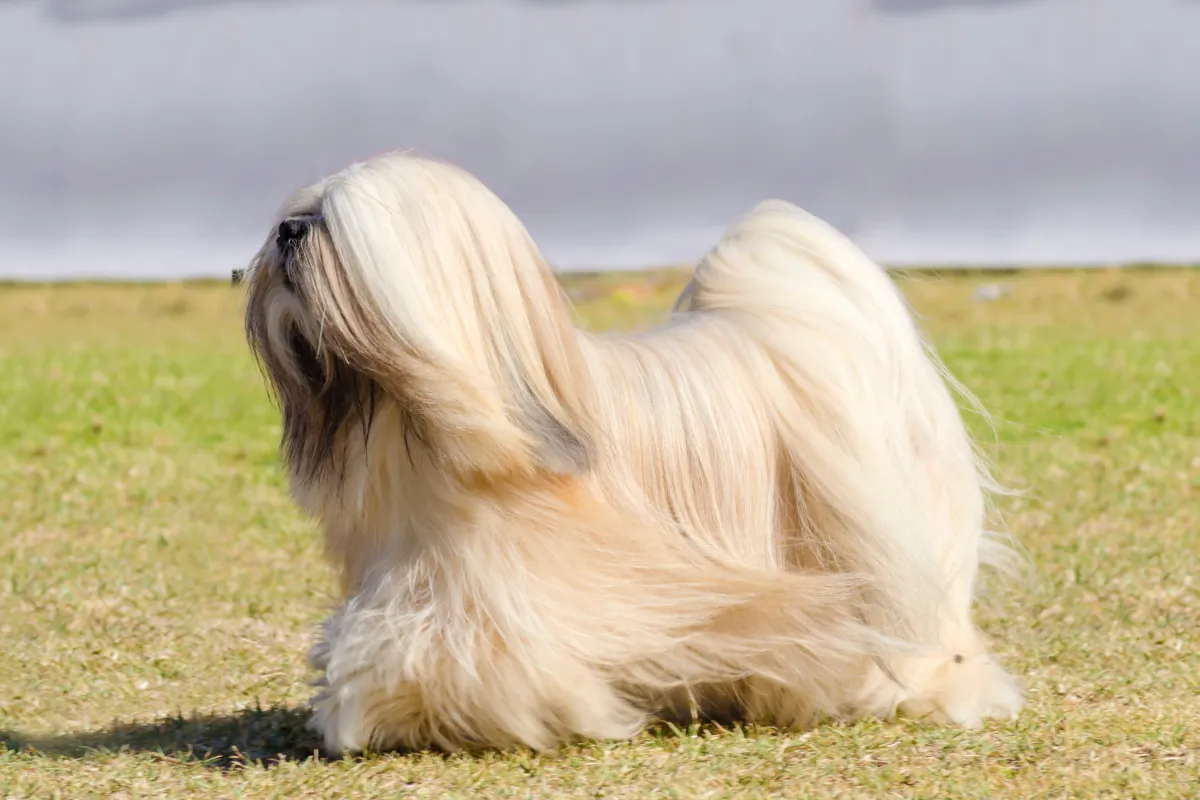 Lhasa Apso