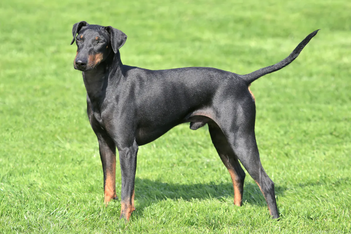 Manchester Terrier