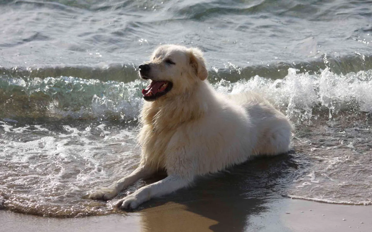 Maremma Sheepdog