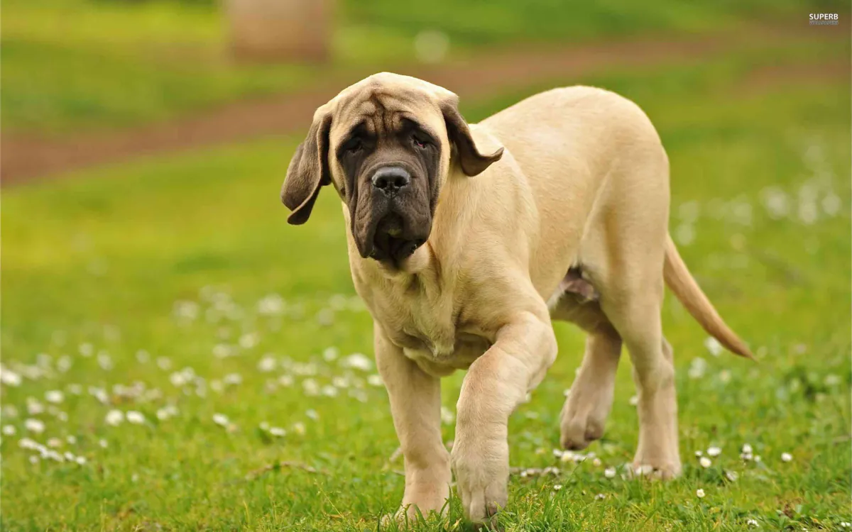 Mastiff