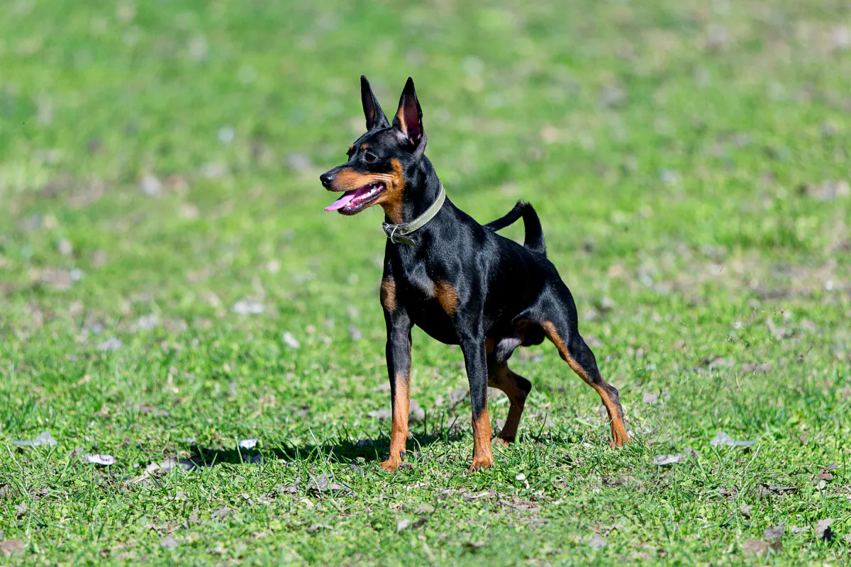 Miniature Pinscher