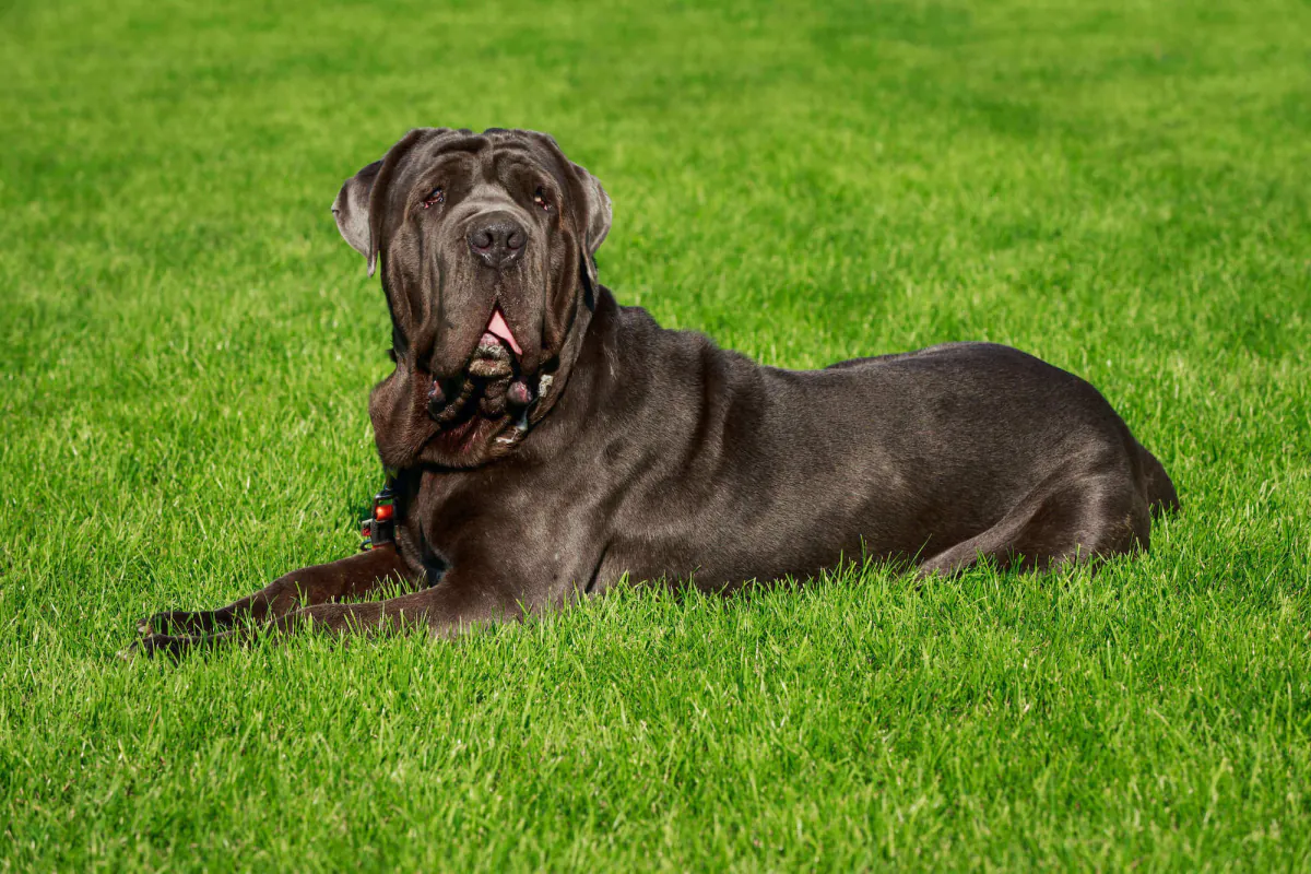 Neapolitan Mastiff
