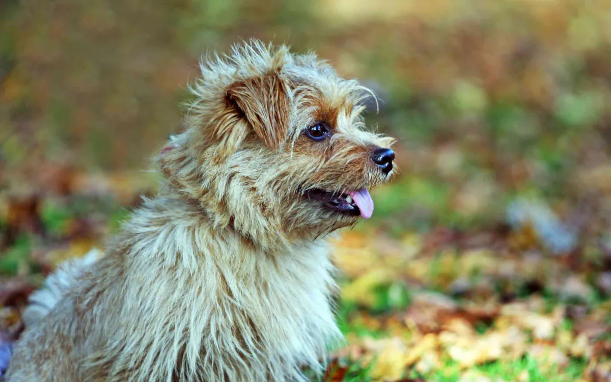 Norfolk Terrier
