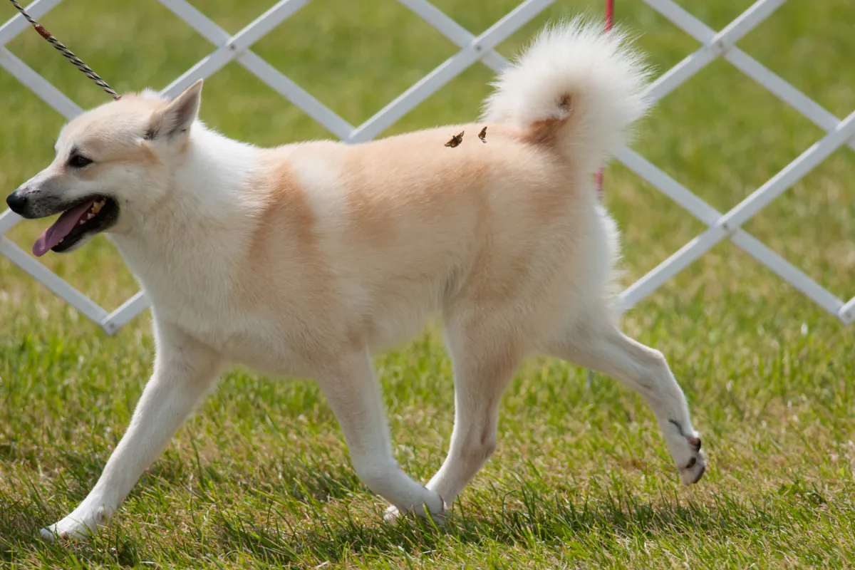 Norwegian Buhund