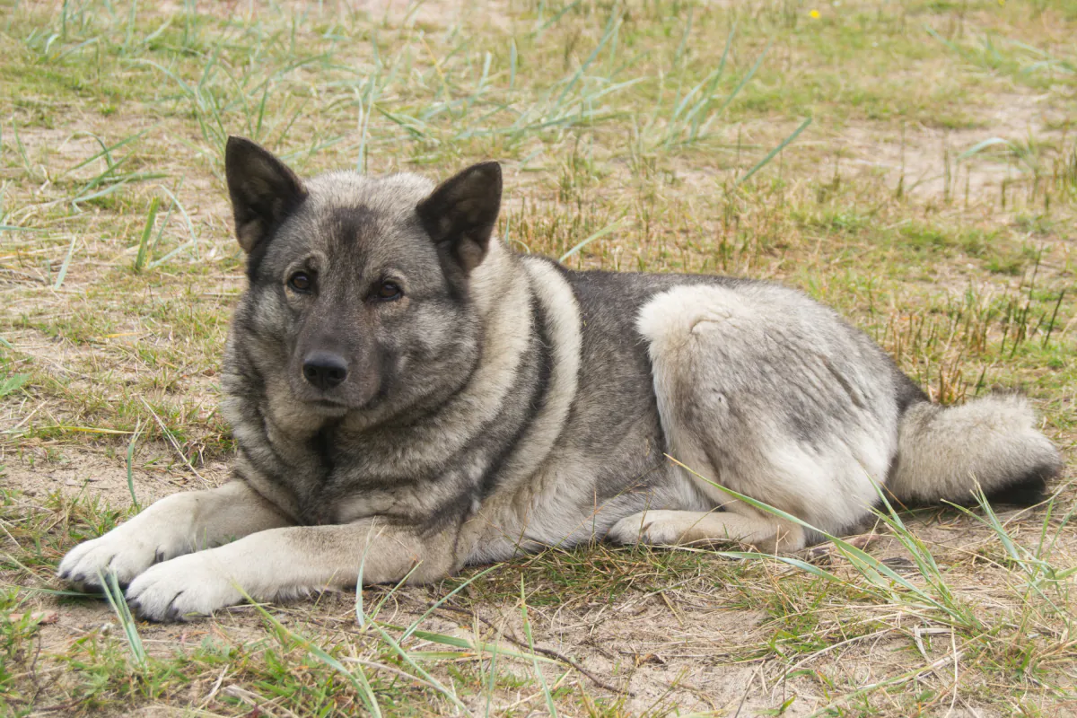 Norwegian Elkhound