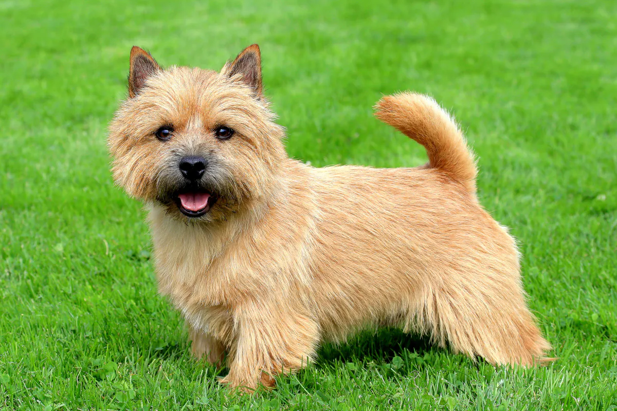 Norwich Terrier