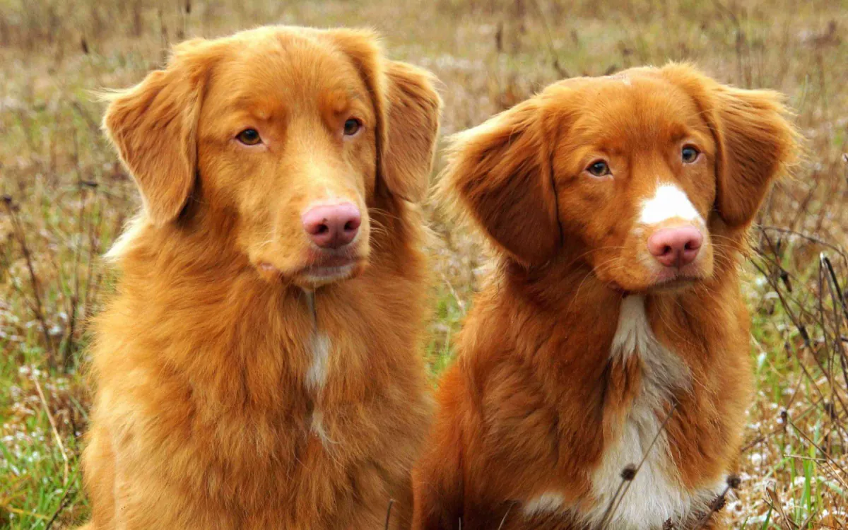 Nova Scotia Duck Tolling Retriever