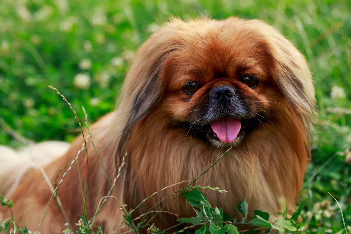 Pekingese