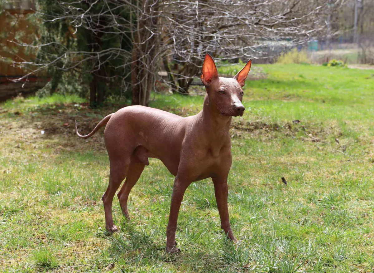 Peruvian Hairless Dog (Large)