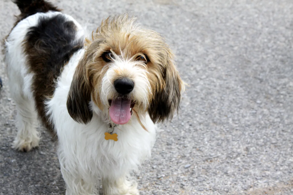 Petit Basset Griffon Vendeen