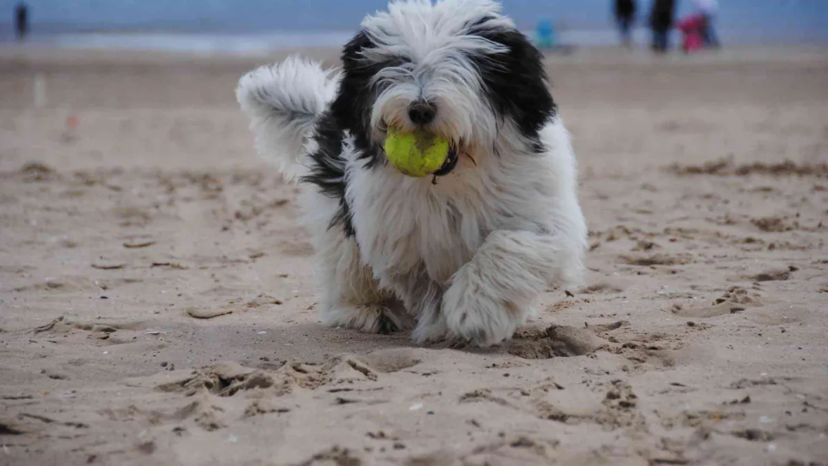 Polish Lowland Sheepdog