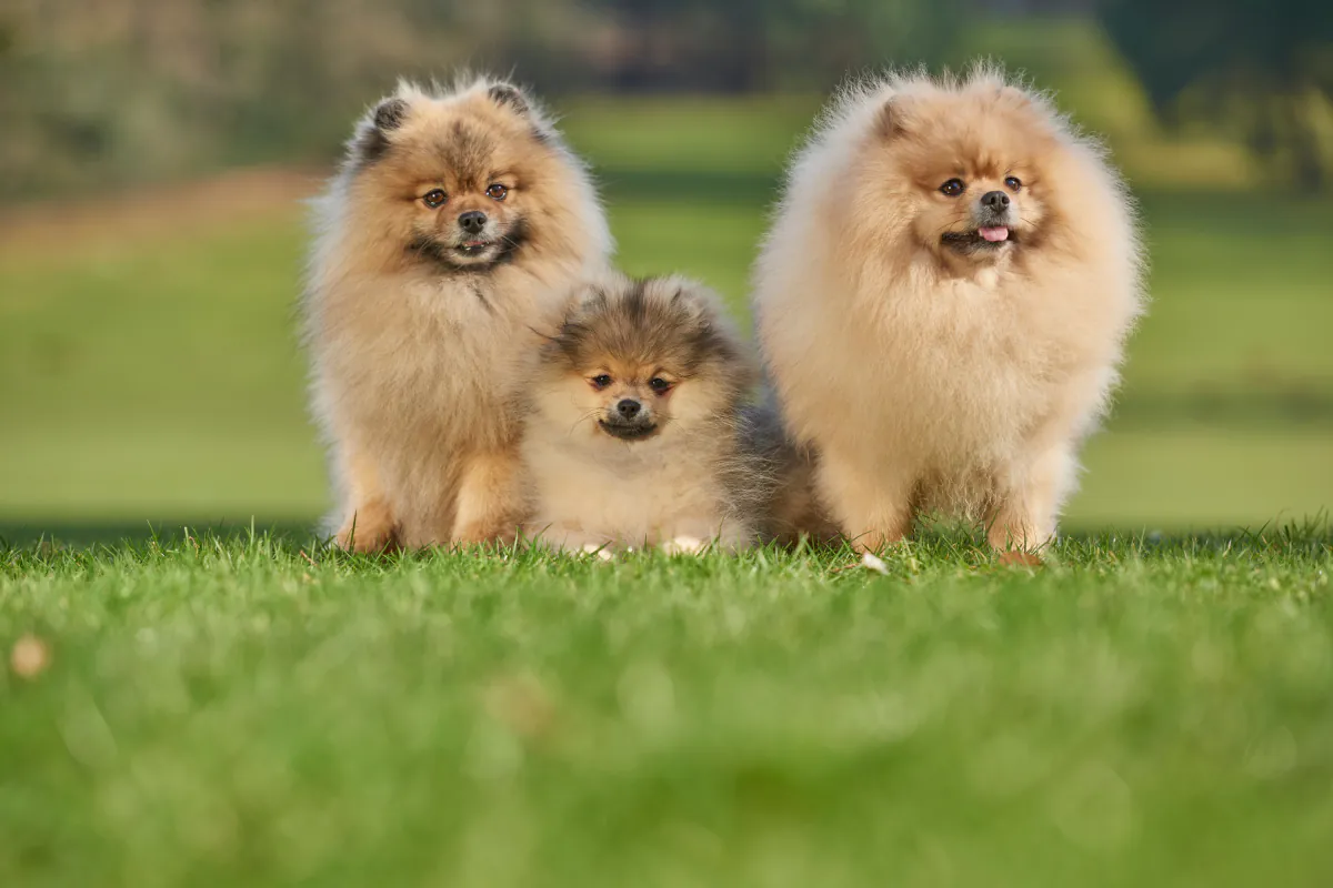 Pomeranian