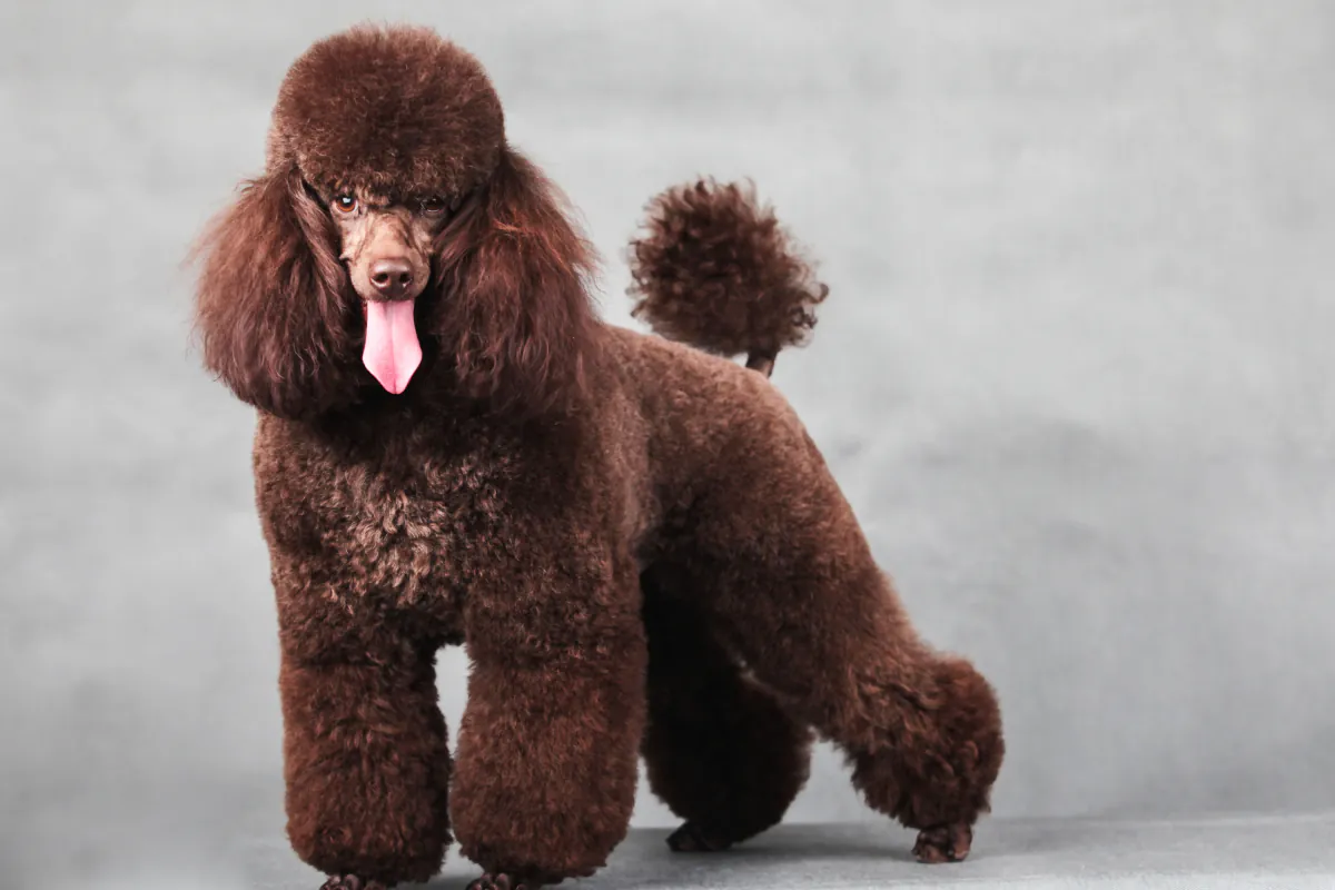 Poodle (Miniature)