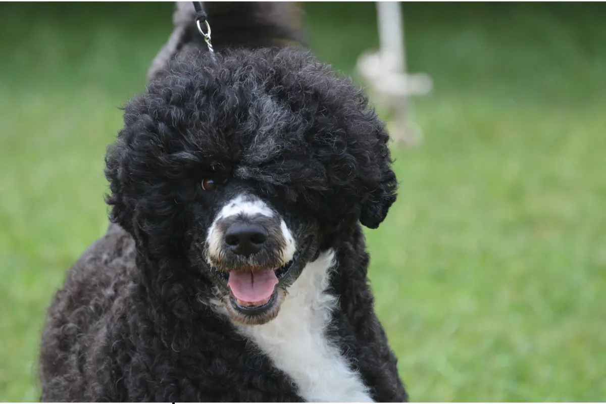 Portuguese Water Dog