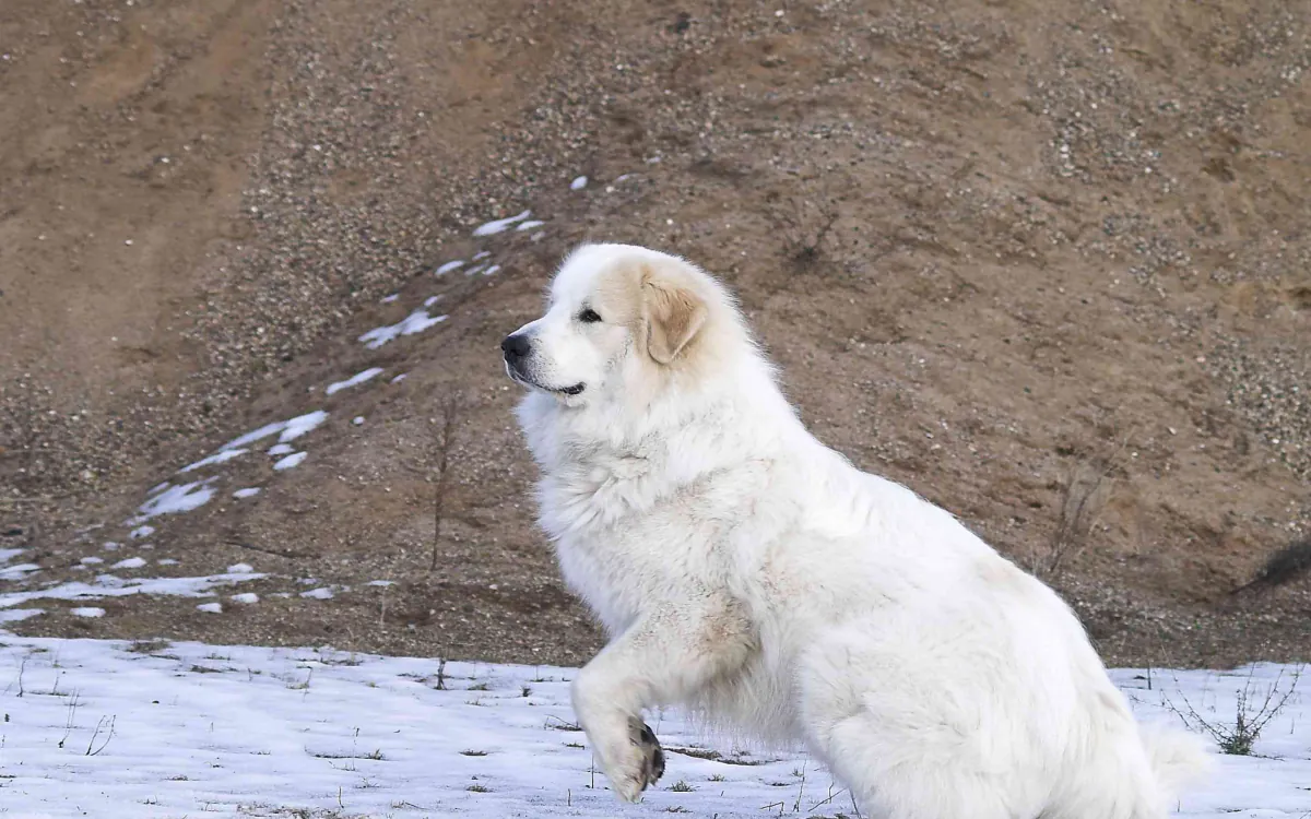 Pyrenean Mountain Dog