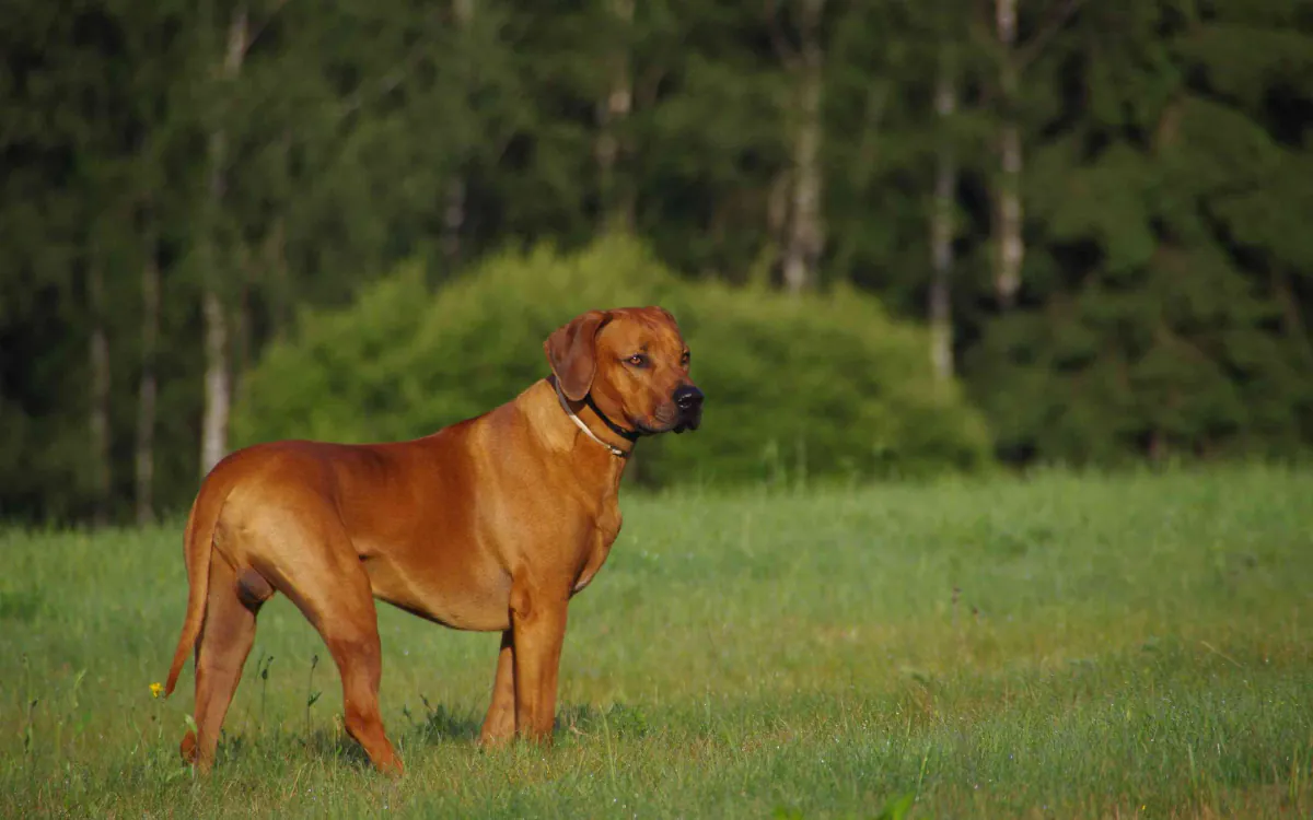 Rhodesian Ridgeback