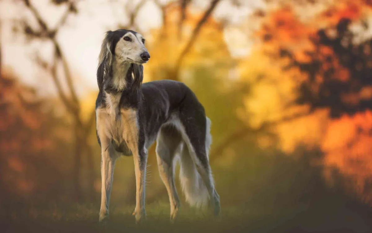 Saluki