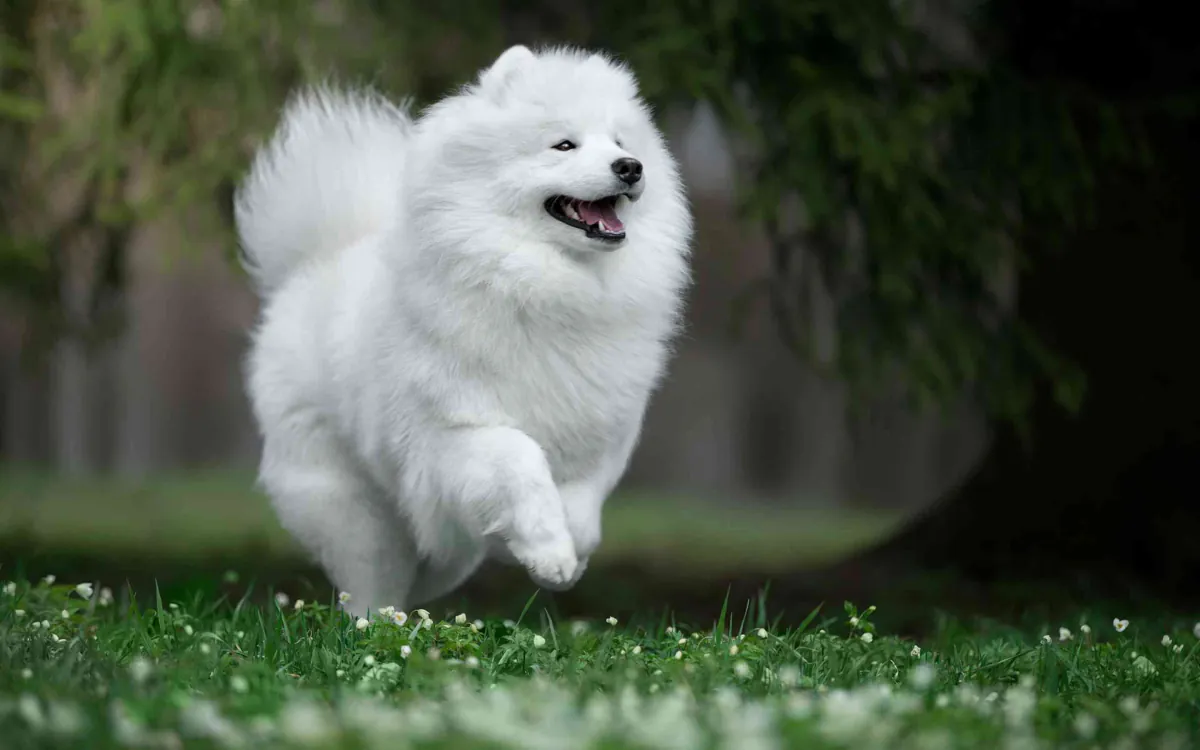 Samoyed