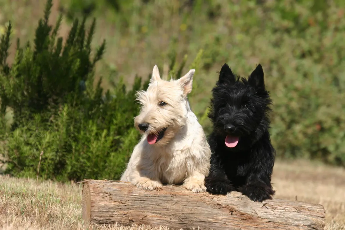 Scottish Terrier