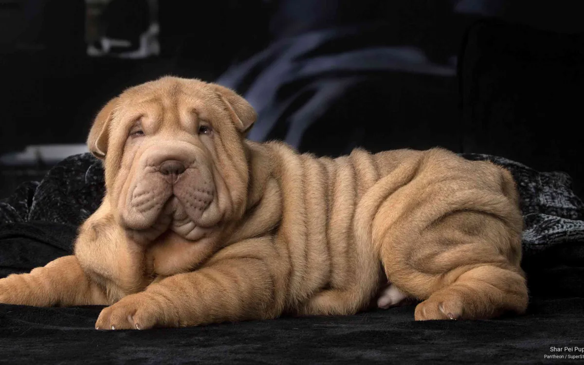 Shar Pei