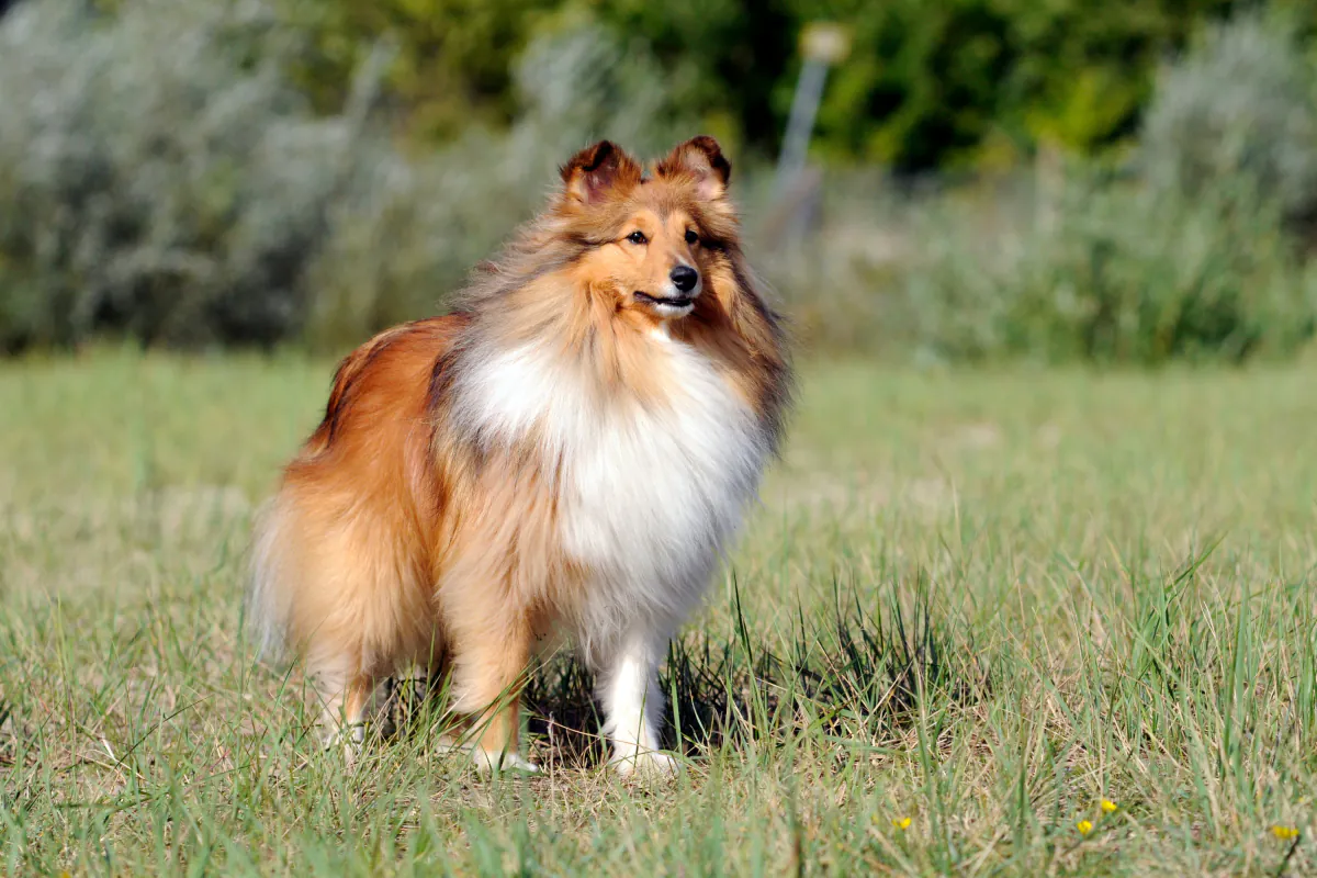 Shetland Sheepdog