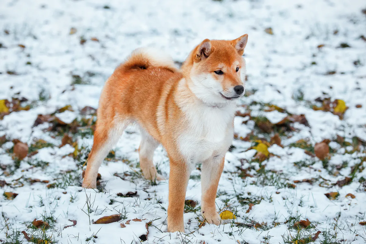 Shiba Inu