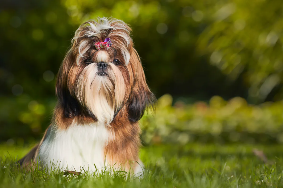 Shih Tzu