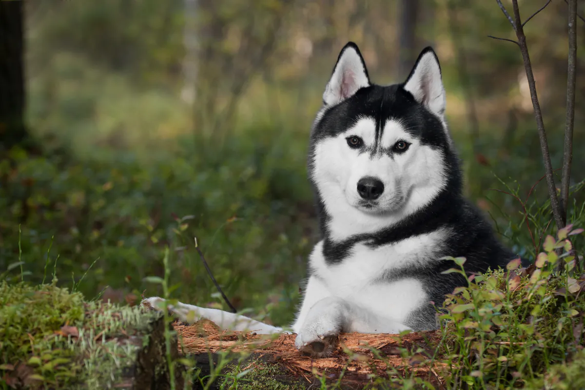 Siberian Husky
