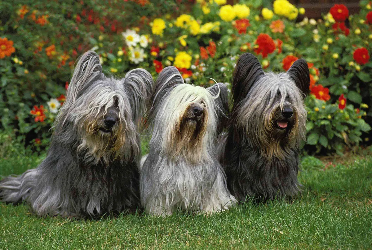 Skye Terrier