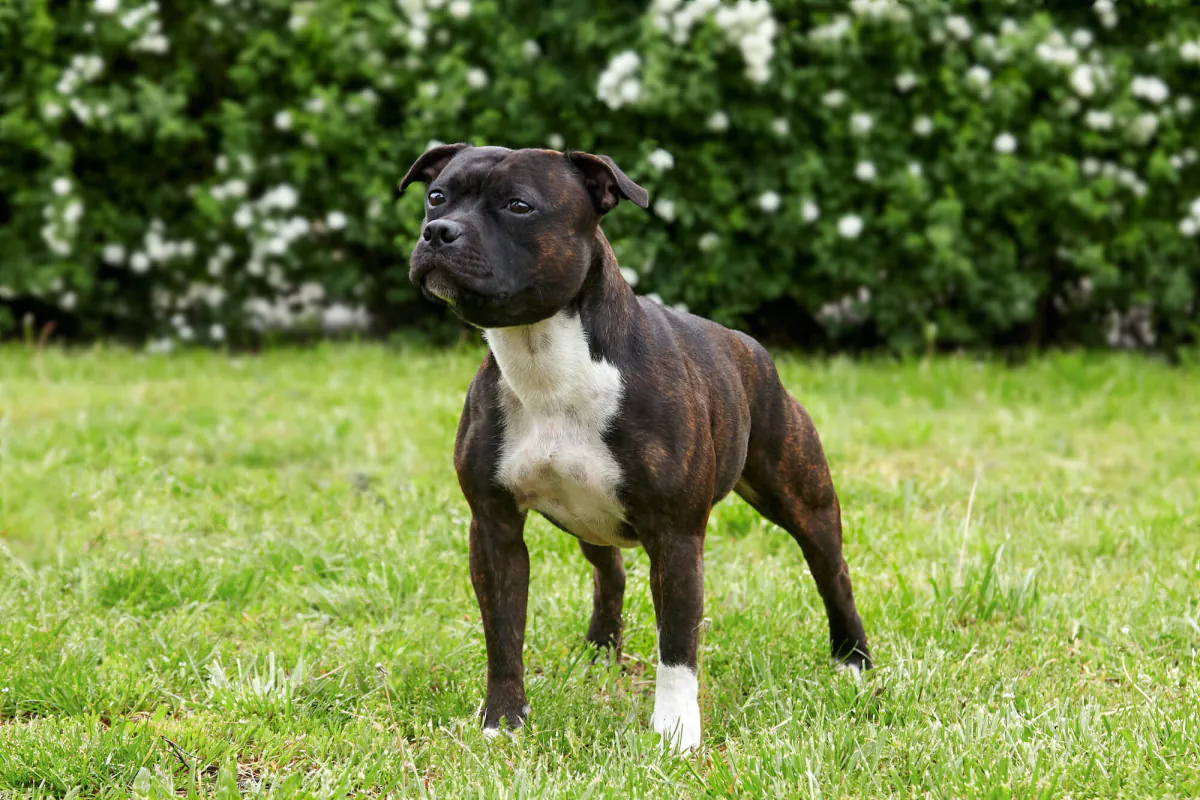 Staffordshire Bull Terrier