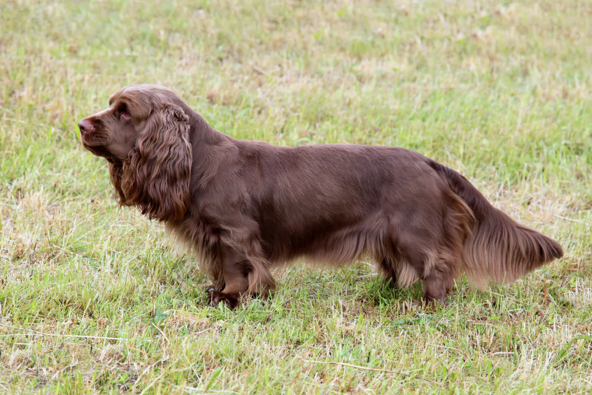 Sussex Spaniel