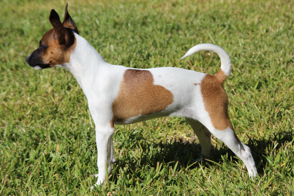 Tenterfield Terrier